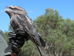 tawny frogmouth (Eulenschwalm)