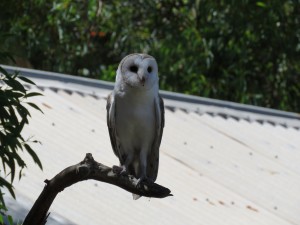 Australische Schleiereule 