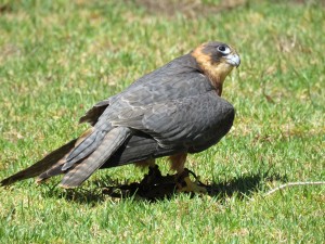 Falke 