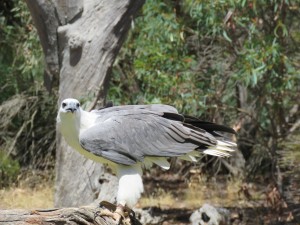 Wunderschöner Sea-eagle