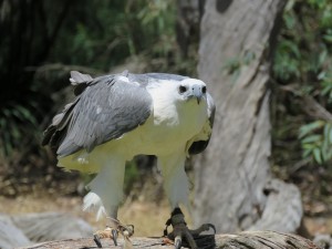 Sea-eagle