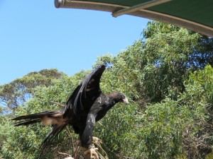 Eagle