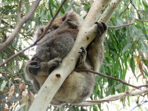 Koala -Mutter hält ihr Baby ganz fest