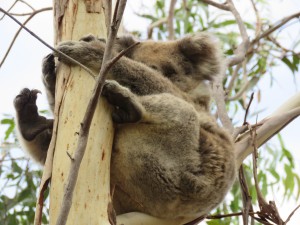 Koalas schlafen in jeder Lage und überall