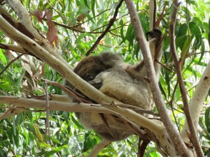 Koalas schlafen in jeder Lage und überall