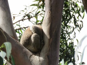 Koalas schlafen in jeder Lage und überall