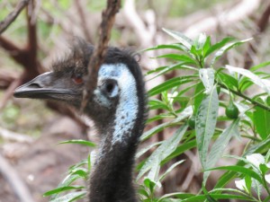 Unser erster Emu in der Wildnis