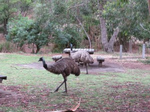 Diese beiden Emus liefen sogar bei der Raststätte vorbei
